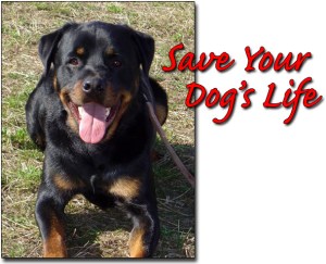 montyfrontdogsafe Dog Safe