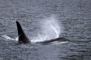 IMG_5405Alaska 2 - Maple Leaf - © Brandon Harvey Photography_